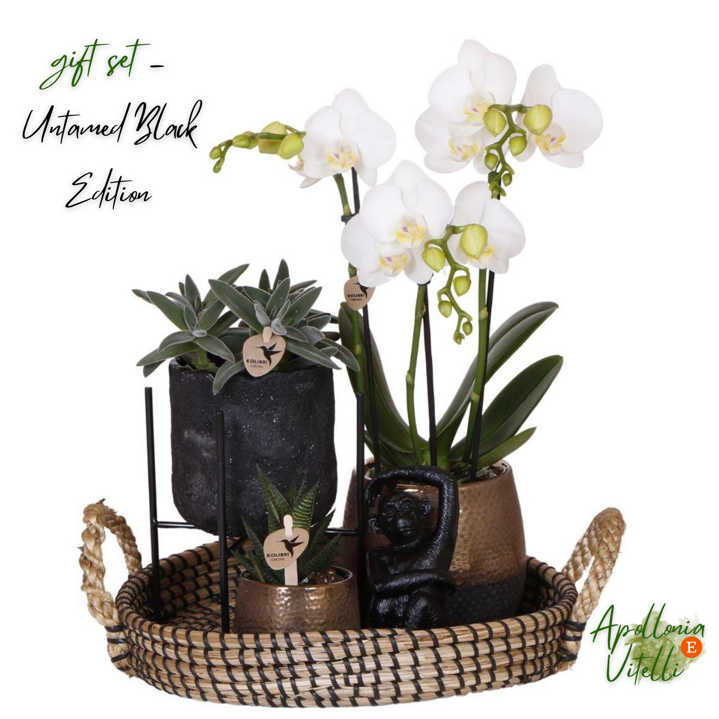 Gift set Home Hub | Plantenset met Phalaenopsis Orchidee en Succulenten incl. keramieken sierpotten
