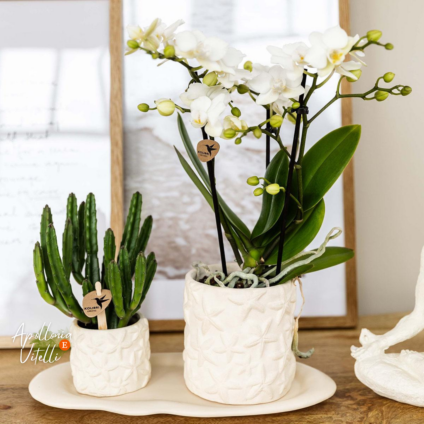 Gift Set Star Fish small | Witte Phalaenopsis Orchidee Lausanne en Succulent incl. keramieken sierpotten op wit organisch dienblad