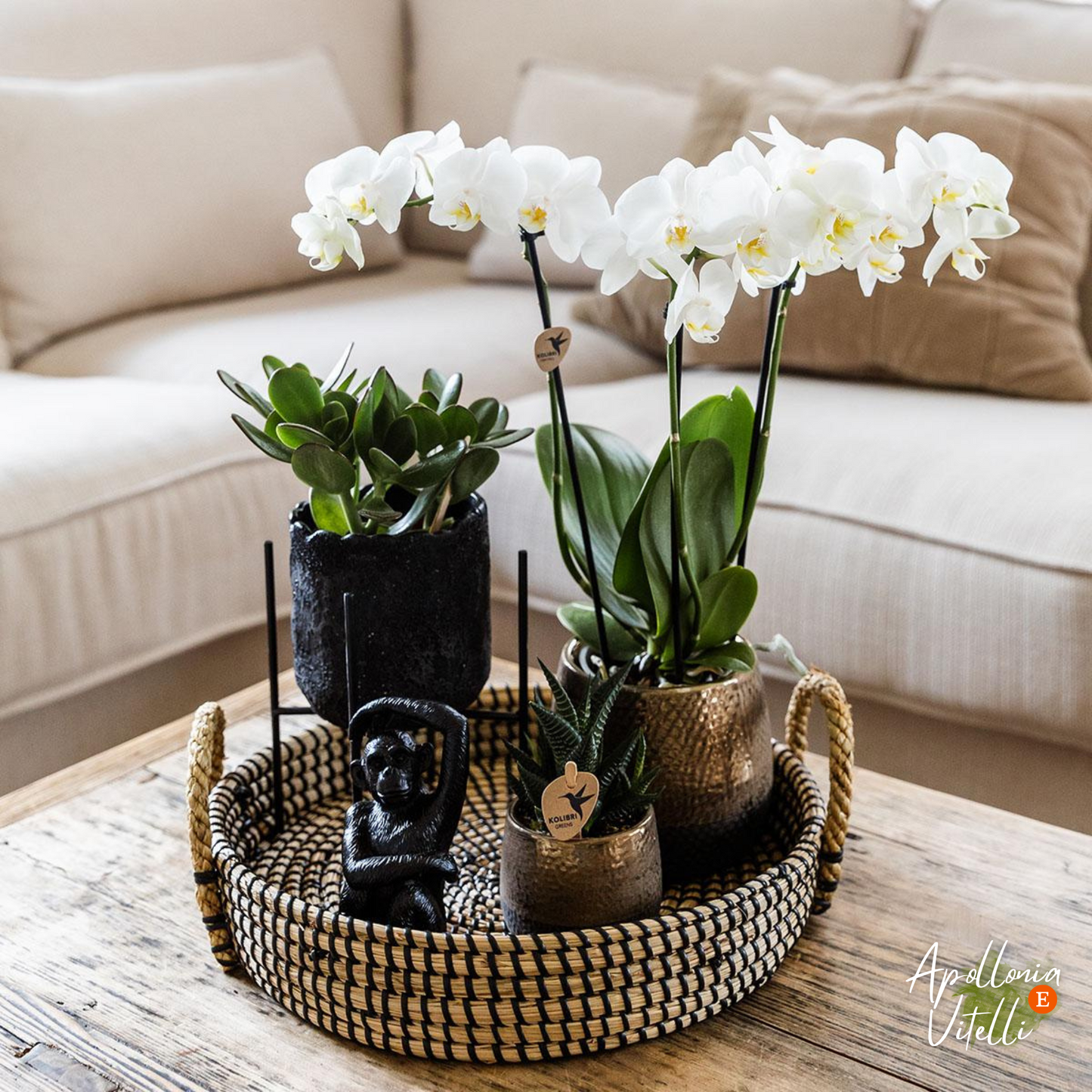 Gift set Home Hub | Plantenset met Phalaenopsis Orchidee en Succulenten incl. keramieken sierpotten