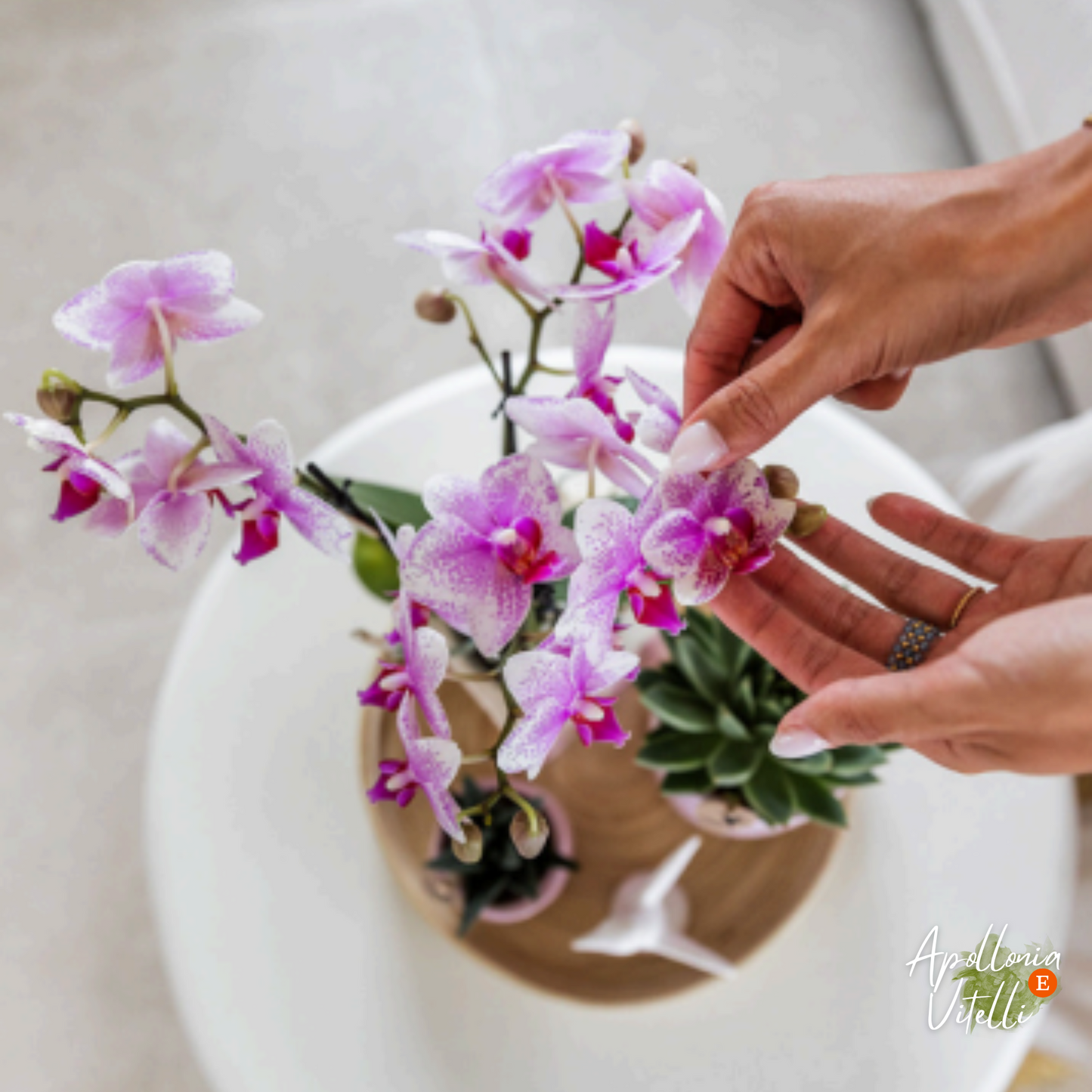 Gift set Romantic| Plantenset met roze Phalaenopsis Orchidee en Succulenten incl. keramieken sierpotten