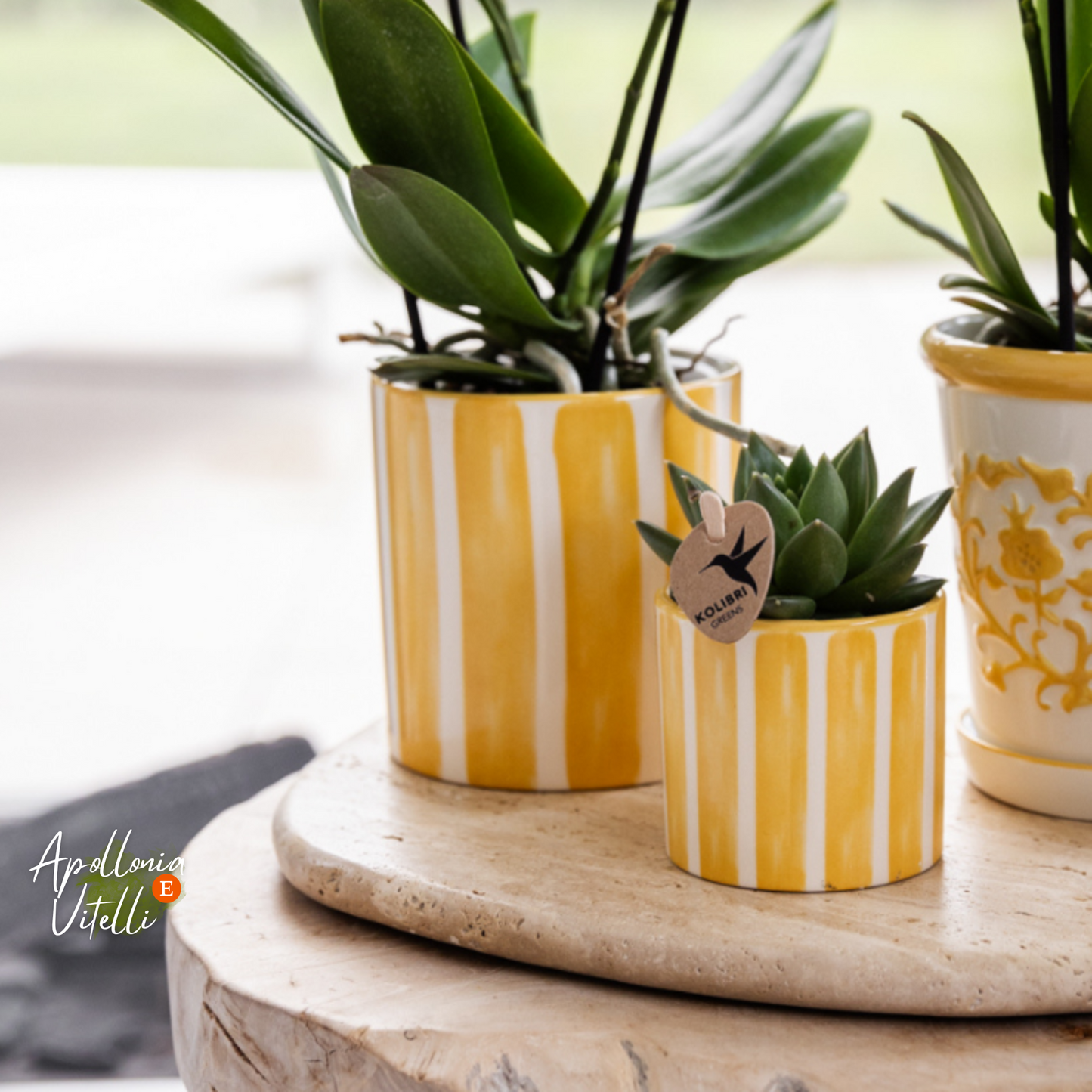 Gift set Mediterranean Sunset | Plantenset met witte Phalaenopsis Orchidee Lausanne en Succulenten incl. keramieken sierpotten