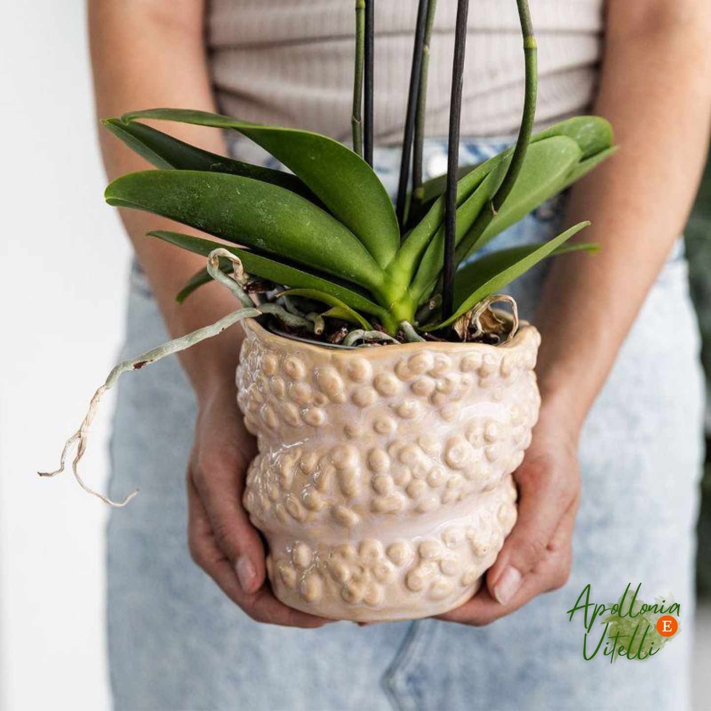 Gift set Octopus Pink small | Groene plant met oudroze Phalaenopsis orchidee in Octopus pink sierpotten op wit organisch dienblad