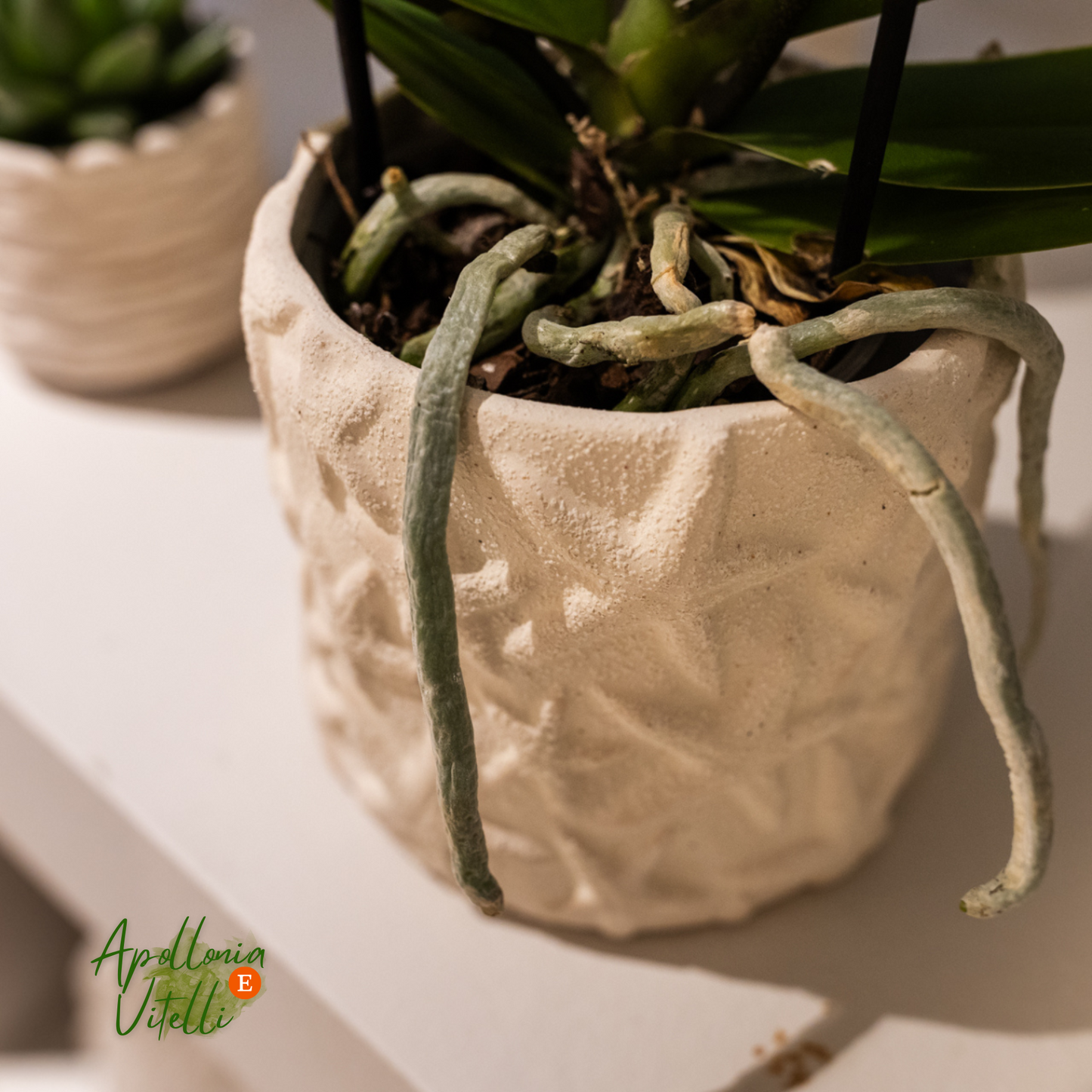 Gift Set Star Fish small | Witte Phalaenopsis Orchidee Lausanne en Succulent incl. keramieken sierpotten op wit organisch dienblad