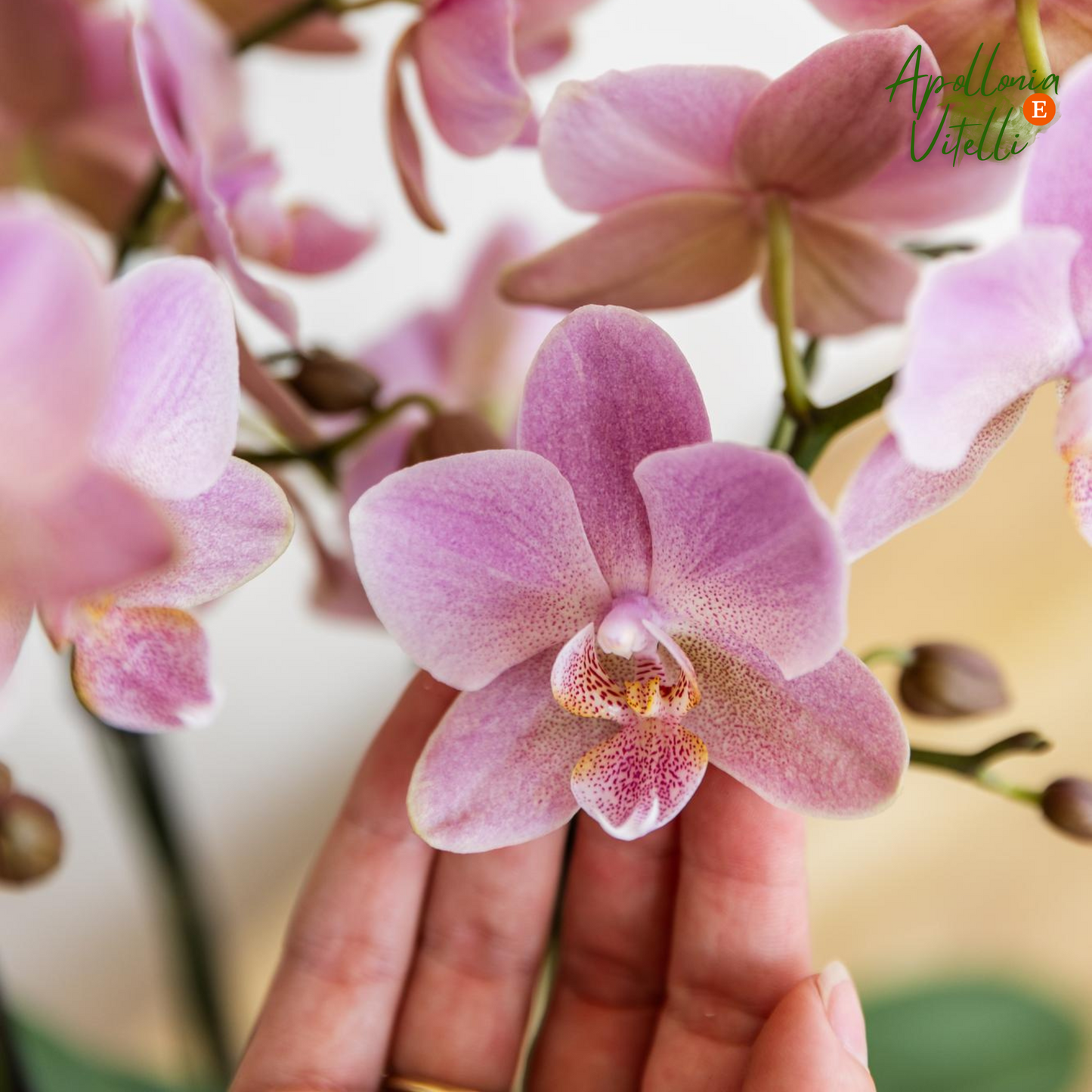 Gift set Romantic| Plantenset met roze Phalaenopsis Orchidee en Succulenten incl. keramieken sierpotten
