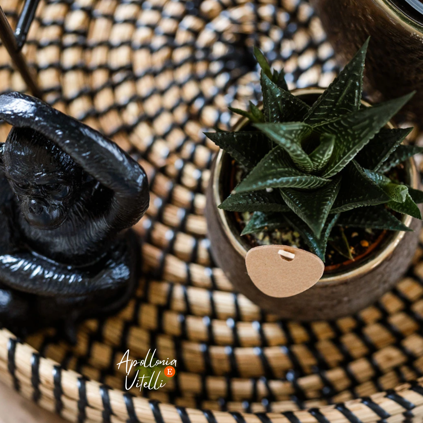 Gift set Home Hub | Plantenset met Phalaenopsis Orchidee en Succulenten incl. keramieken sierpotten