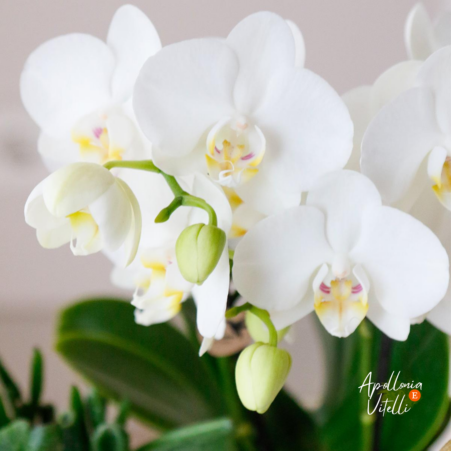 Gift set Luxury Living | Plantenset met witte Phalaenopsis Orchidee en Succulenten incl. keramieken sierpotten