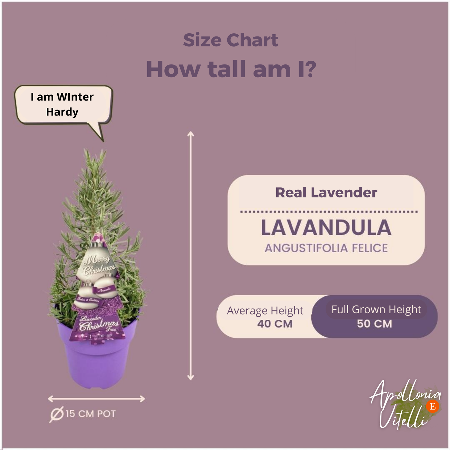Echte geurende Lavendel Kerstboom - 15 cm Ø - 40-50 cm ↨ - Lavendel
