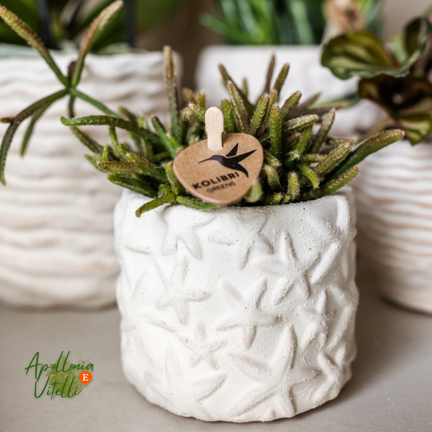 Gift Set Star Fish small | Witte Phalaenopsis Orchidee Lausanne en Succulent incl. keramieken sierpotten op wit organisch dienblad