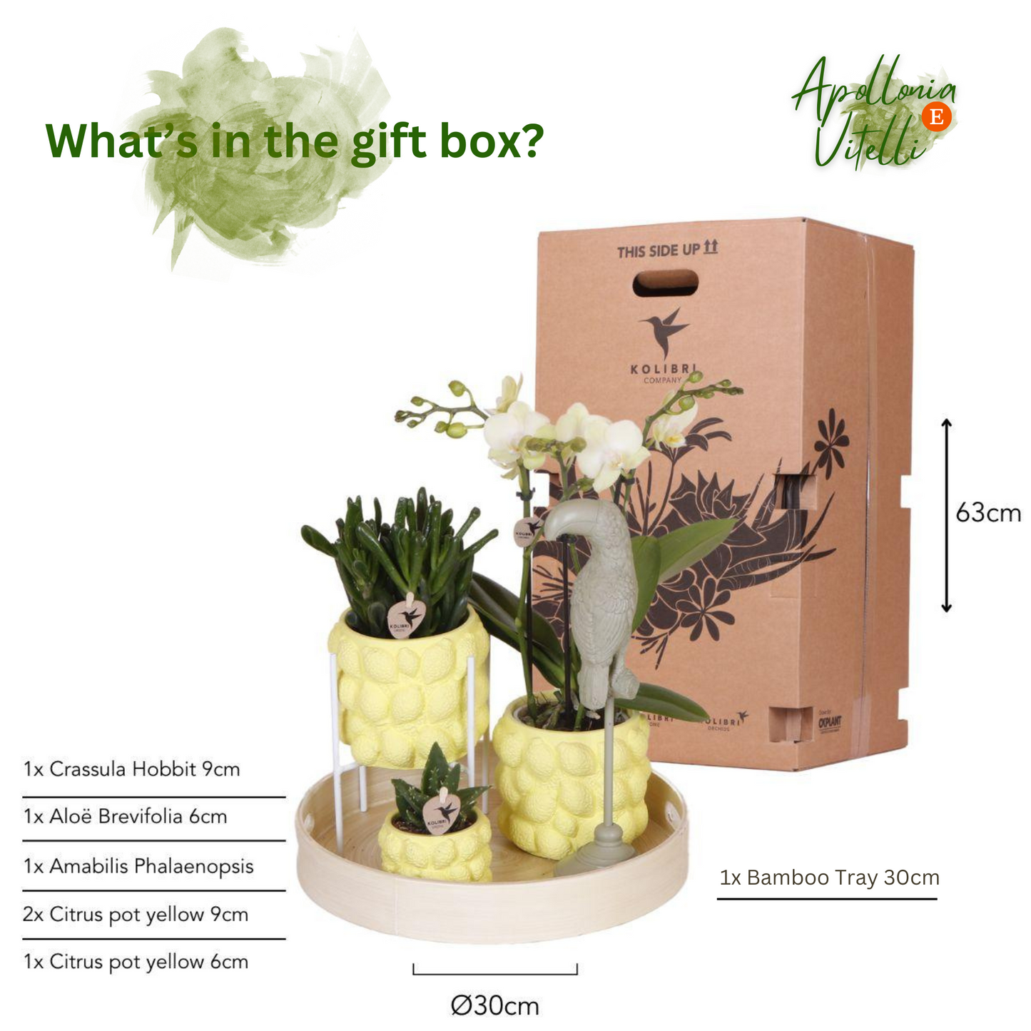 Gift set Citrus Plantenset met gele Phalaenopsis Orchidee en Succulenten incl. keramieken sierpotten