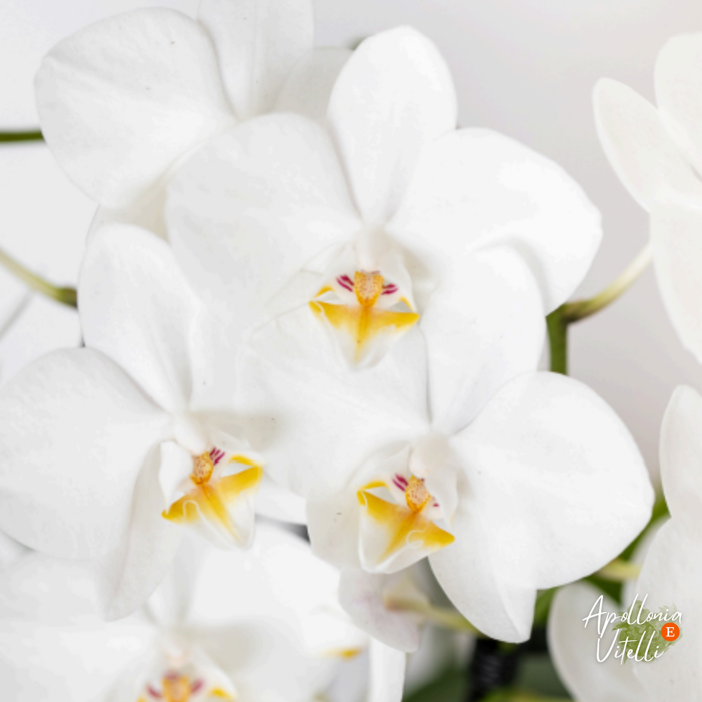 Gift set Mediterranean Sunset | Plantenset met witte Phalaenopsis Orchidee Lausanne en Succulenten incl. keramieken sierpotten