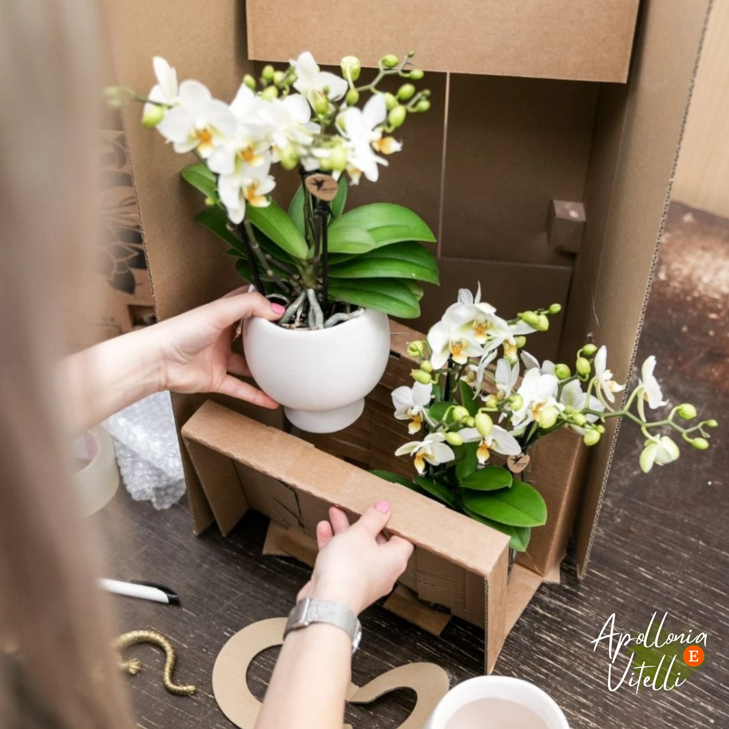 Gift set Octopus Pink small | Groene plant met oudroze Phalaenopsis orchidee in Octopus pink sierpotten op wit organisch dienblad