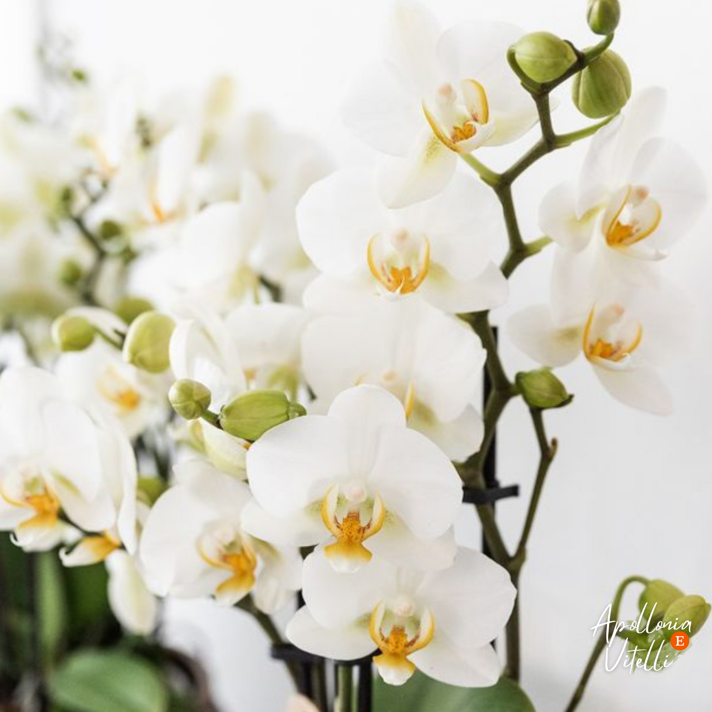 Gift Set Star Fish small | Witte Phalaenopsis Orchidee Lausanne en Succulent incl. keramieken sierpotten op wit organisch dienblad