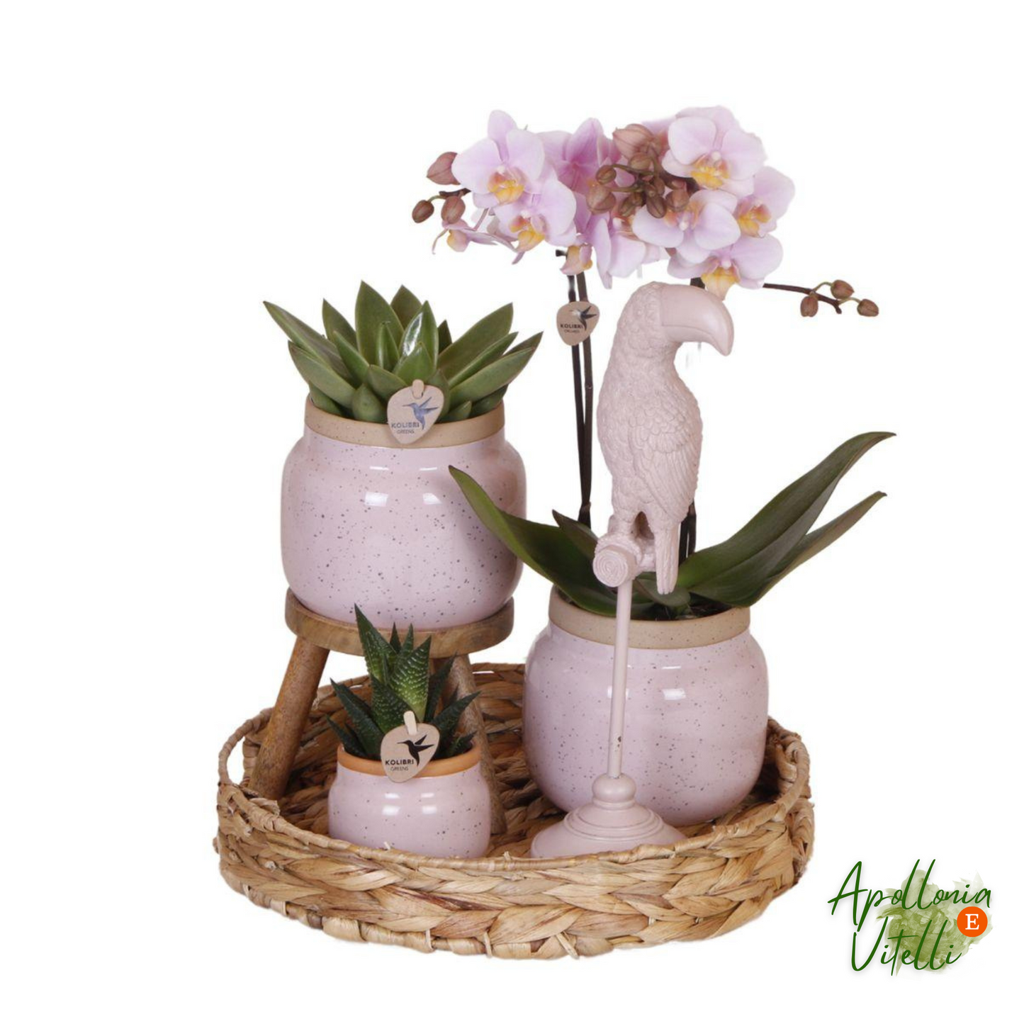Gift set Romantic| Plantenset met roze Phalaenopsis Orchidee en Succulenten incl. keramieken sierpotten