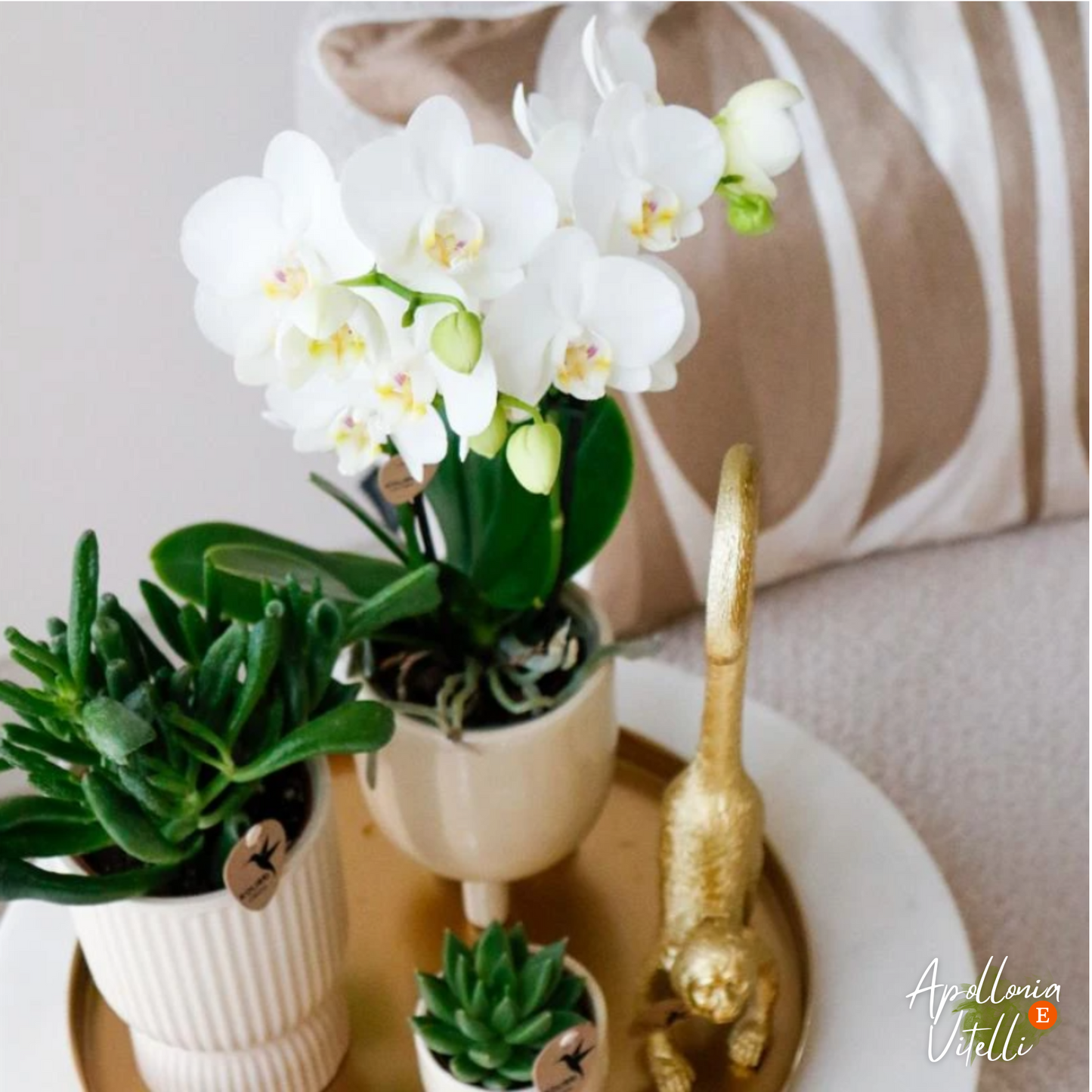 Gift set Luxury Living | Plantenset met witte Phalaenopsis Orchidee en Succulenten incl. keramieken sierpotten