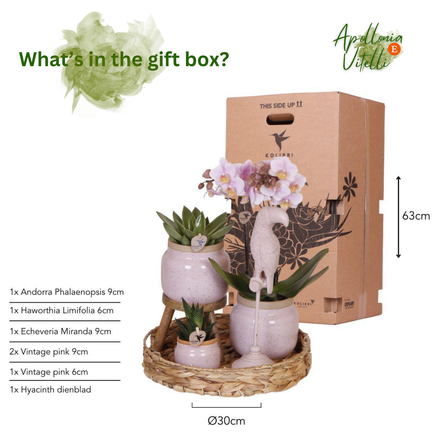 Gift set Romantic| Plantenset met roze Phalaenopsis Orchidee en Succulenten incl. keramieken sierpotten