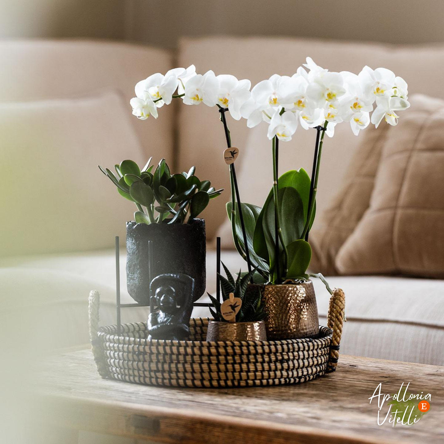 Gift set Home Hub | Plantenset met Phalaenopsis Orchidee en Succulenten incl. keramieken sierpotten