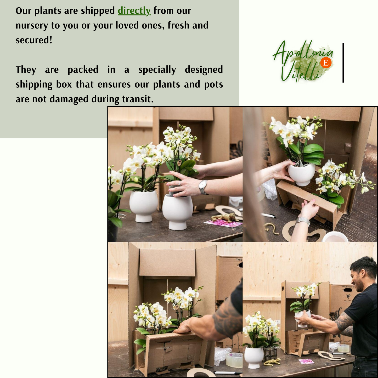 Gift set Octopus Pink small | Groene plant met oudroze Phalaenopsis orchidee in Octopus pink sierpotten op wit organisch dienblad