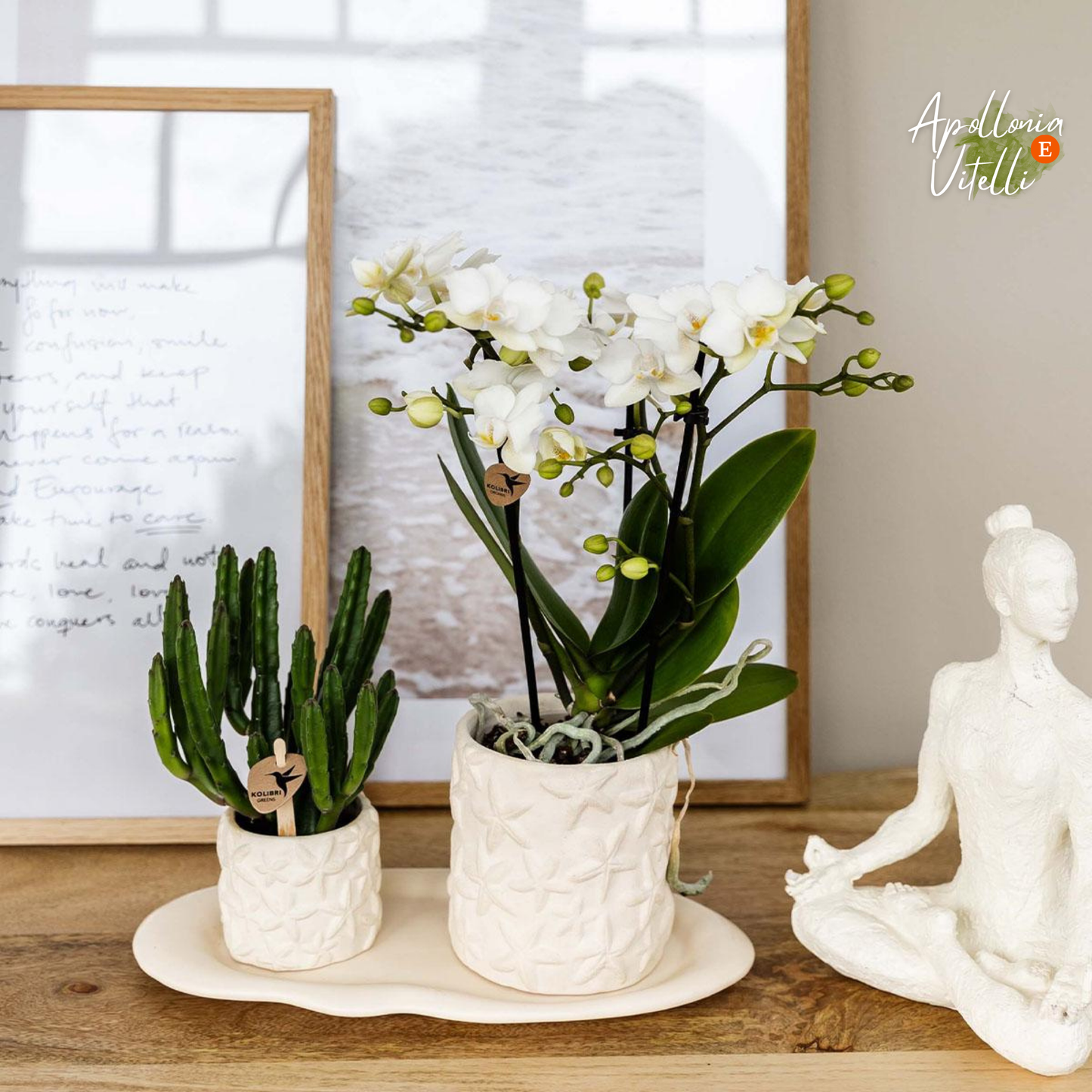 Gift Set Star Fish small | Witte Phalaenopsis Orchidee Lausanne en Succulent incl. keramieken sierpotten op wit organisch dienblad