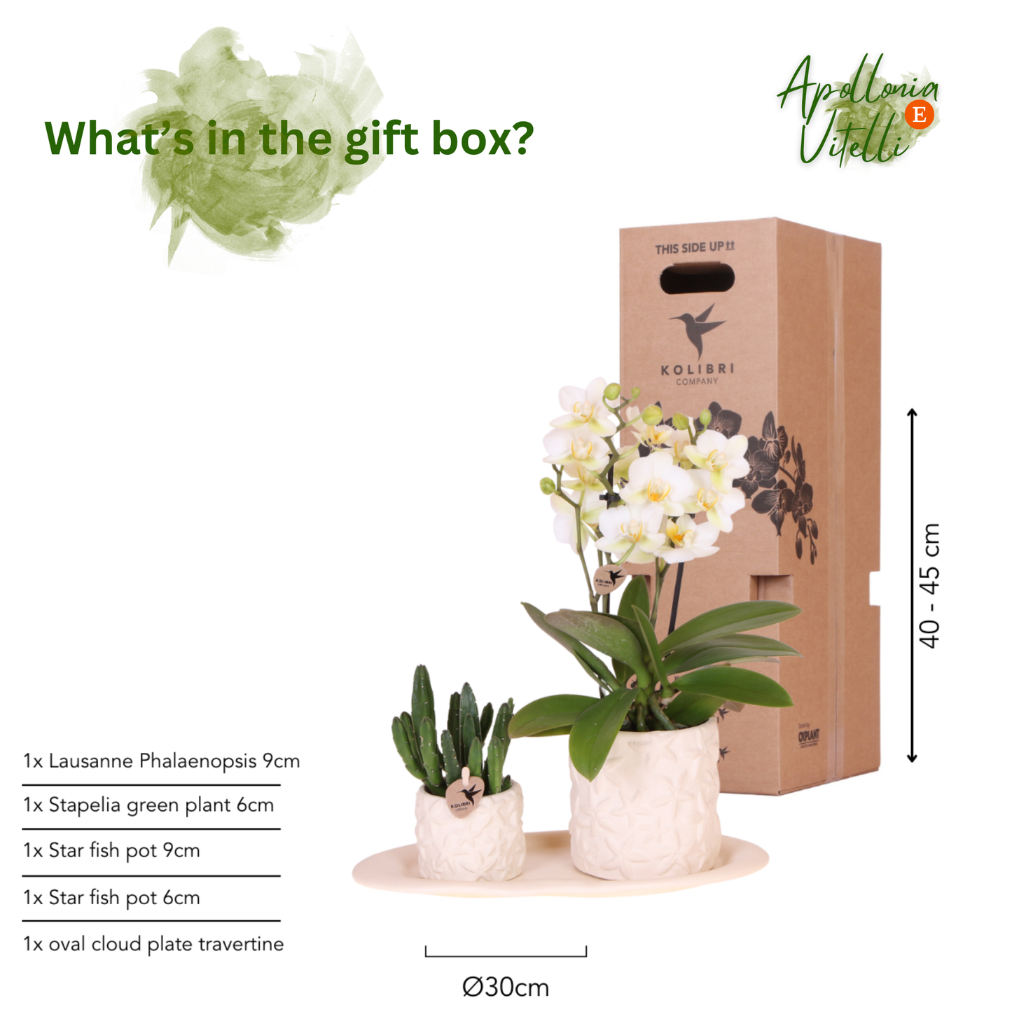 Gift Set Star Fish small | Witte Phalaenopsis Orchidee Lausanne en Succulent incl. keramieken sierpotten op wit organisch dienblad