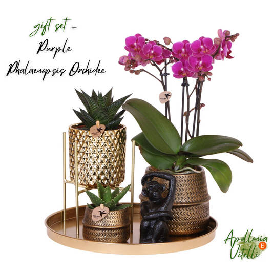 Gift set Hotel Chic| Plantenset met paarse Phalaenopsis Orchidee en Succulenten incl. keramieken sierpotten