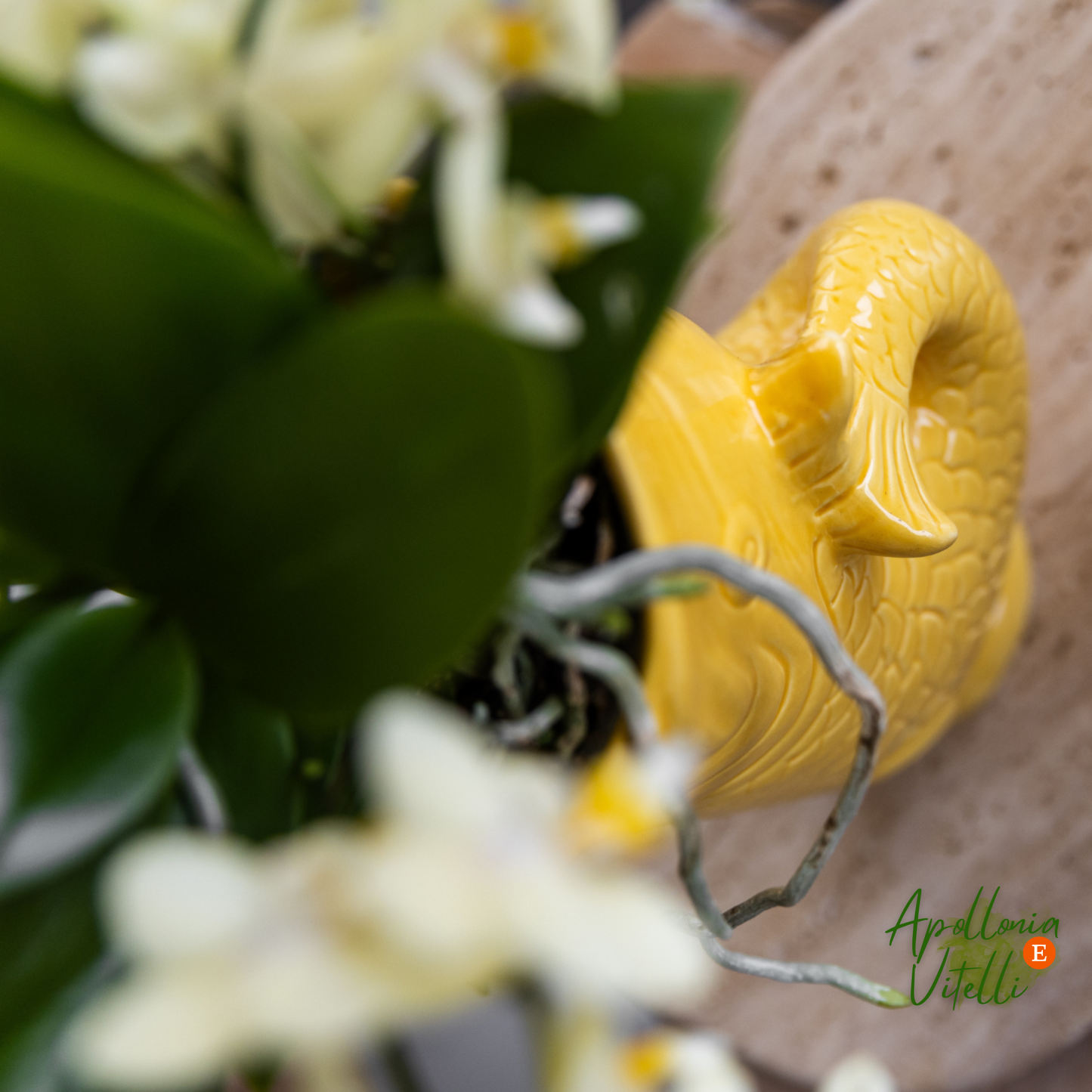 Gift set Mediterranean Sunset | Plantenset met witte Phalaenopsis Orchidee Lausanne en Succulenten incl. keramieken sierpotten