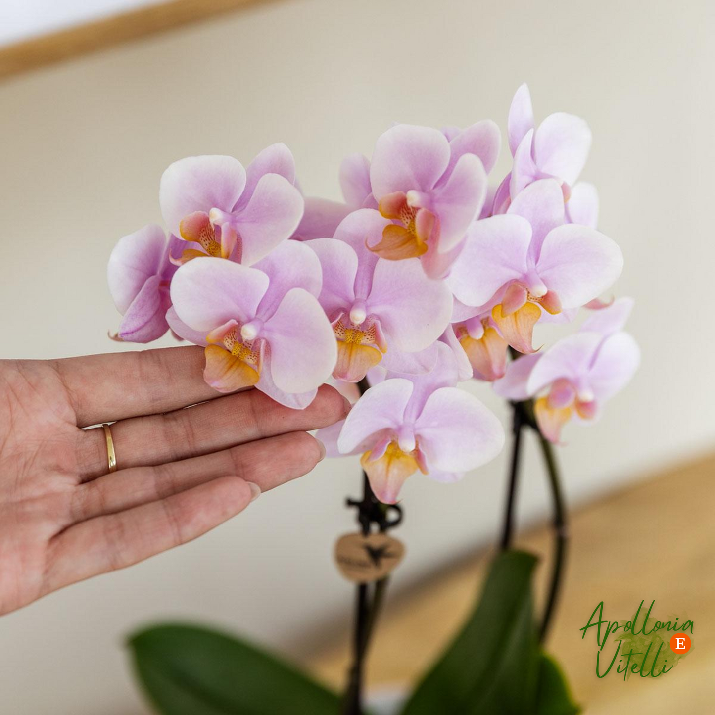 Gift set Octopus Pink small | Groene plant met oudroze Phalaenopsis orchidee in Octopus pink sierpotten op wit organisch dienblad