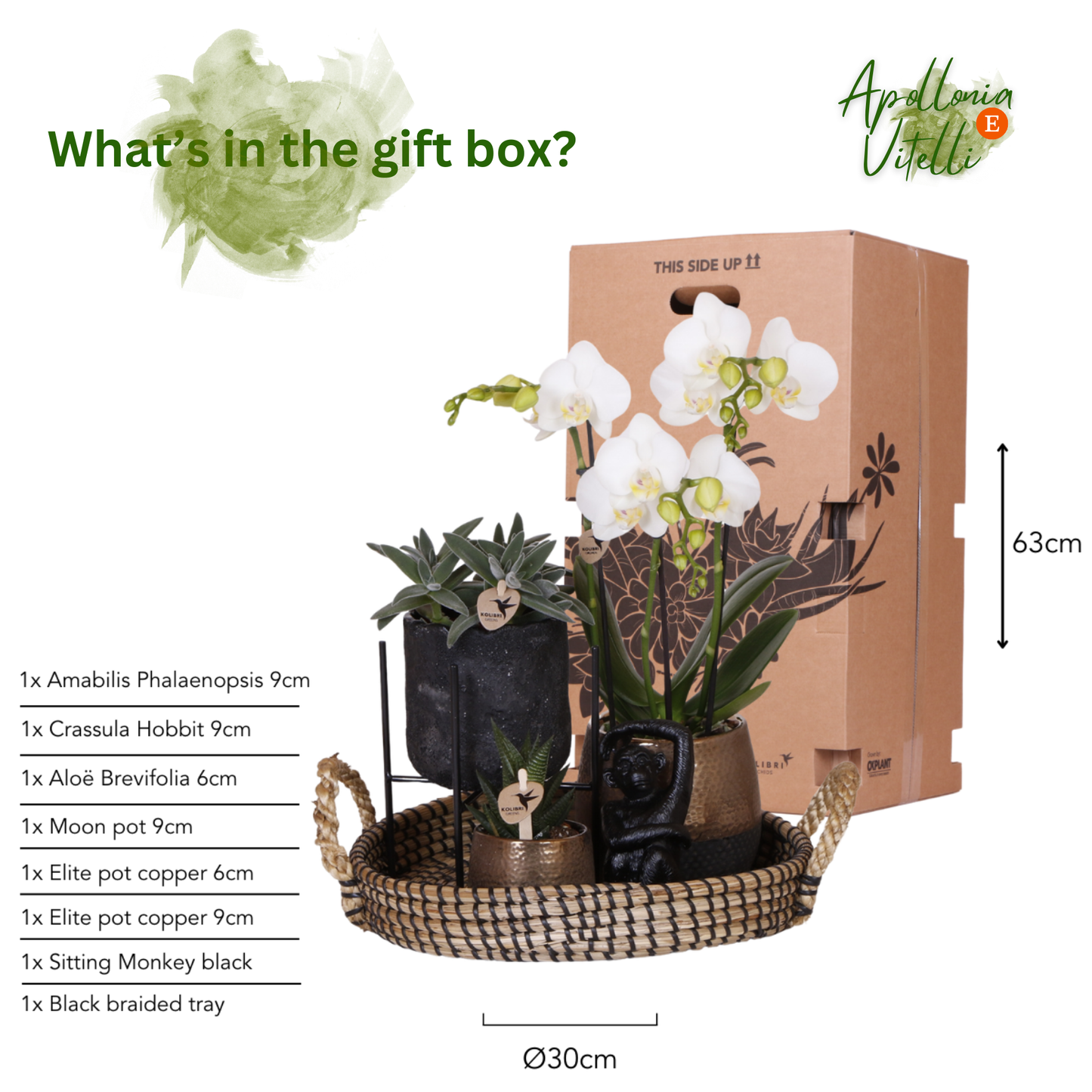 Gift set Home Hub | Plantenset met Phalaenopsis Orchidee en Succulenten incl. keramieken sierpotten