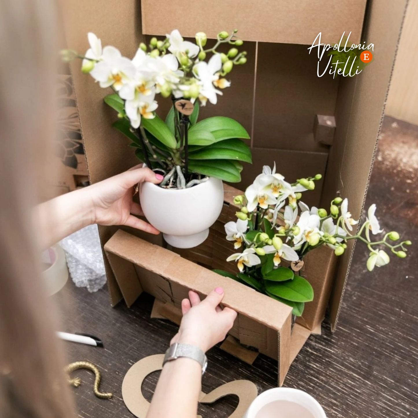 Gift set Home Hub | Plantenset met Phalaenopsis Orchidee en Succulenten incl. keramieken sierpotten